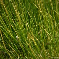 Syringodium isoetifolium (Asch.) Dandy